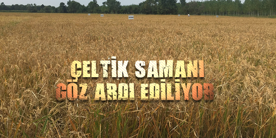 Yakılan çeltik samanının hayvancılık için önemi