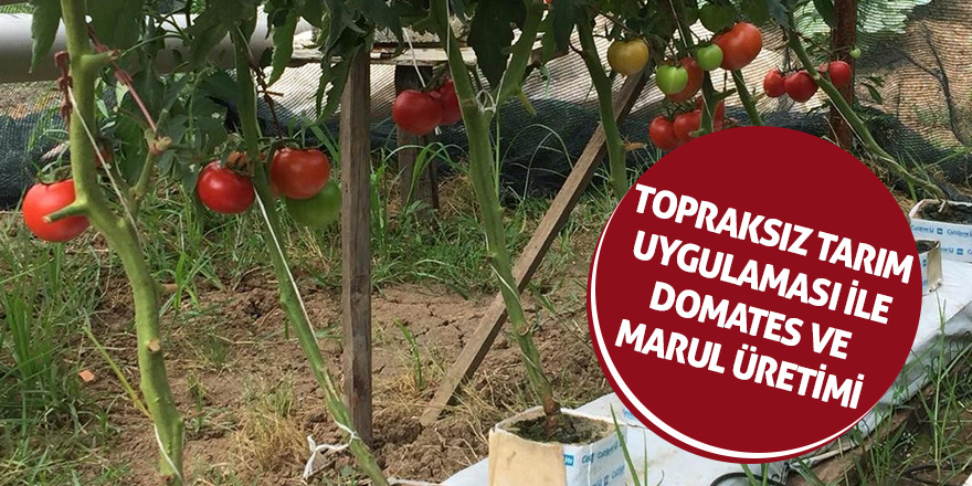 Ziraat teknikeri topraksız tarım uygulaması ile domates ve marul yetiştirdi 