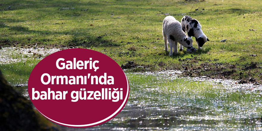 Galeriç Ormanı'nda bahar güzelliği