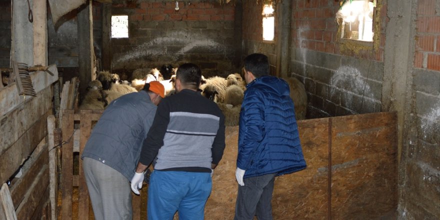 Ağıldaki oğlak telef edilmiş halde bulundu