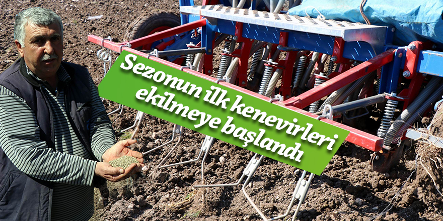 Samsun'da ilk kenevirler ekilmeye başlandı