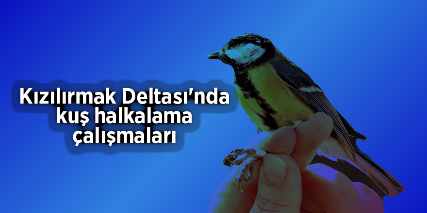 Kızılırmak Deltası'nda kuş halkalama çalışmaları