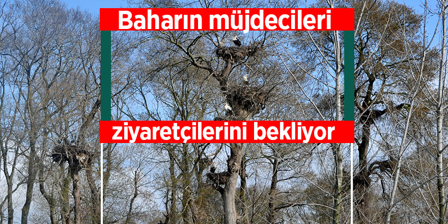 Baharın müjdesi leylekler ziyaretçilerini bekliyor 