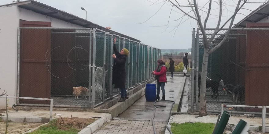 Hayvanları elleri ile beslediler 