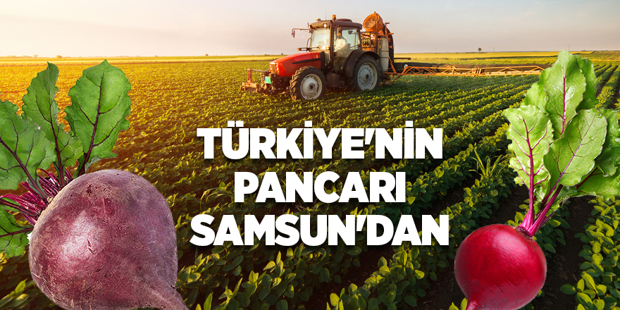 Türkiye'nin kırmızı pancar ihtiyacını Samsun karşılıyor