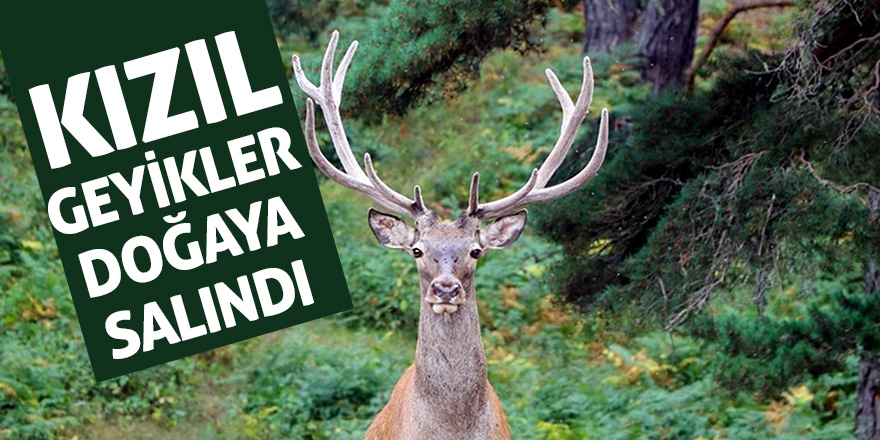 Karadeniz'de kızıl geyikler doğaya salındı 