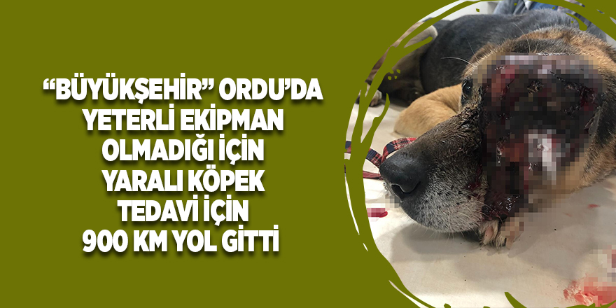 Yaralı köpek, tedavi için 900 kilometre yol gitti