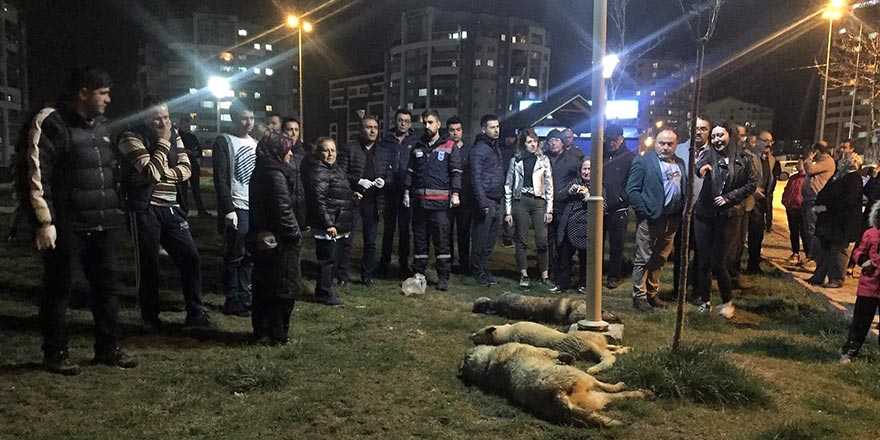 Köpekleri zehirleyen zanlılar yakalandı 