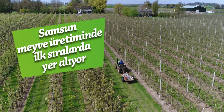 Samsun meyve üretiminde başı çekiyor