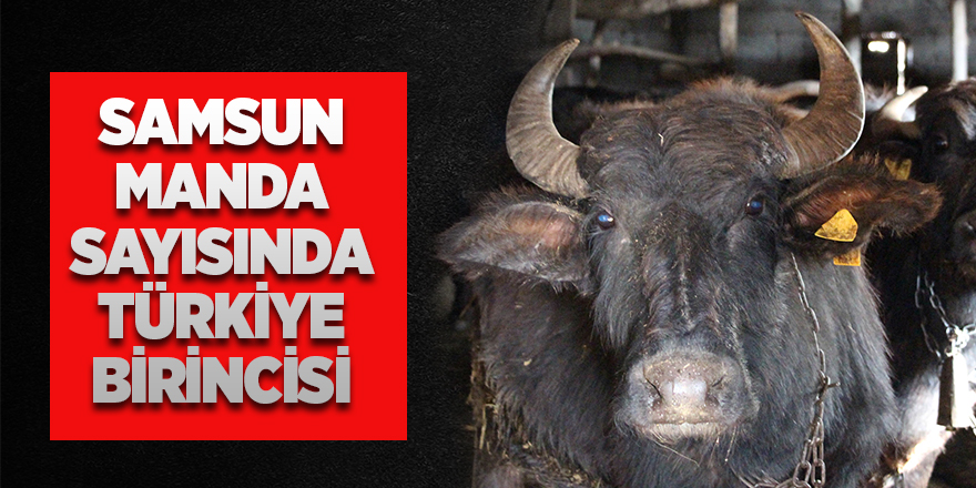 Samsun manda sayısında Türkiye birincisi