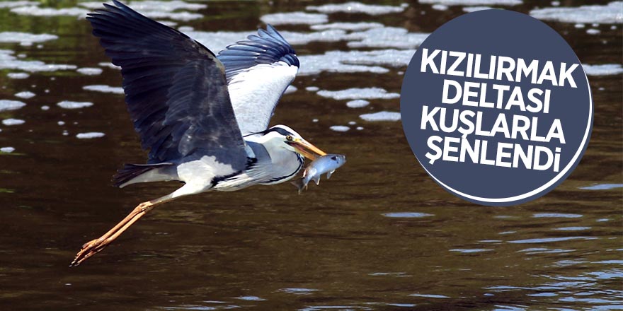 Kızılırmak Deltası kuşlarla şenlendi