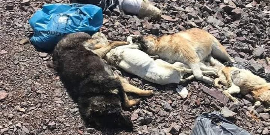 Yine Ankara yine köpek katliamı