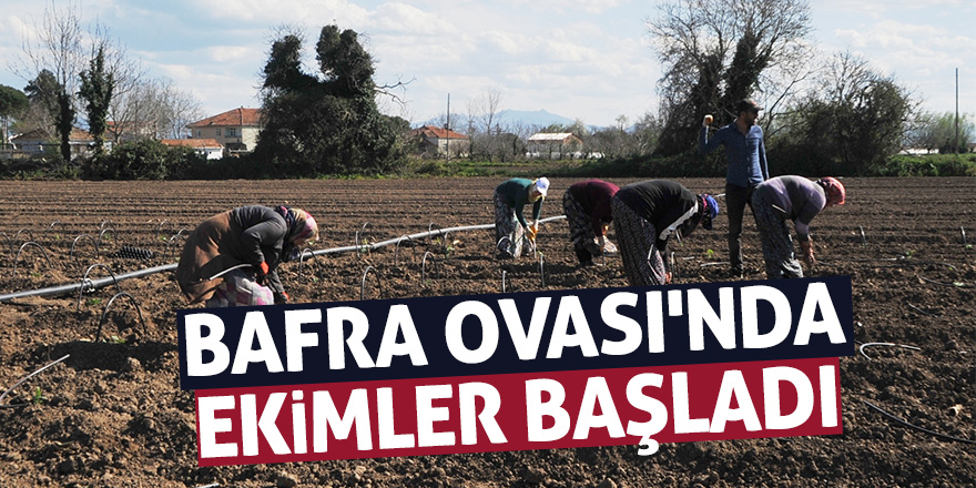 Bafra Ovası'nda örtü altı karpuz ve kavun ekimleri başladı 