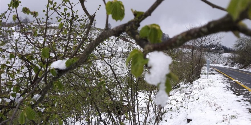 Nisan karı fındık ve kivi üreticilerini tedirgin etti