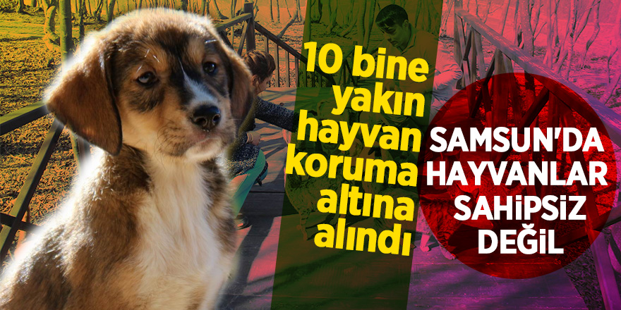 10 bine yakın hayvan koruma altına alındı