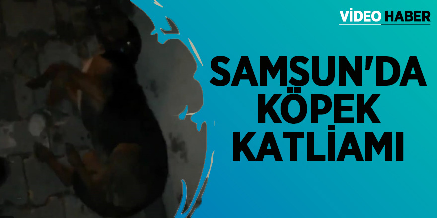 Samsun'da köpek katliamı 