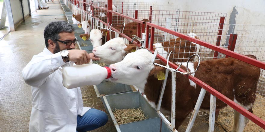 Buzağı ölümlerini önlemek için 'Buzağı Can Sütü' projesi