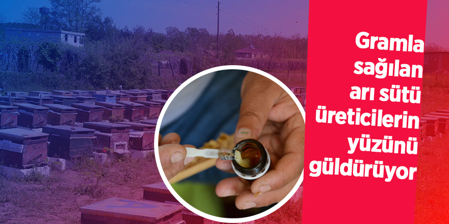 Gramla sağılan arı sütü, üreticilerin yüzünü güldürüyor 