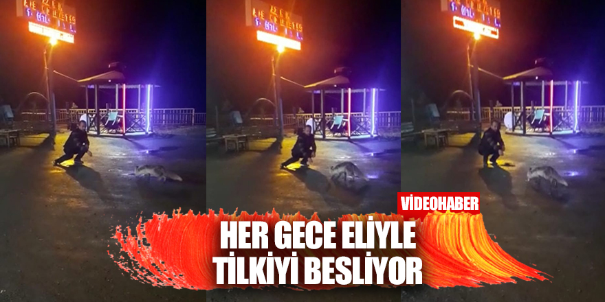 Tilki her gece bu restoranda karnını doyuruyor