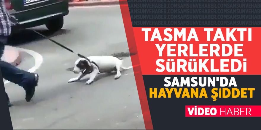 Samsun'da hayvana şiddet