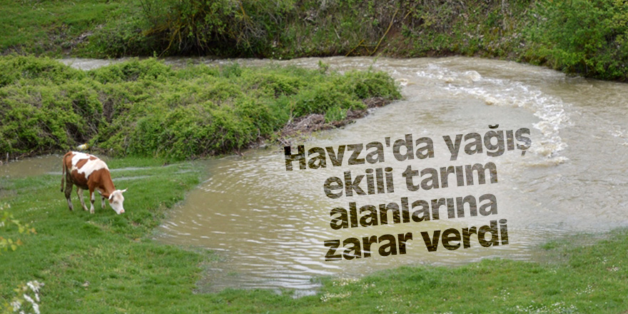 Havza'da yağış ekili tarım alanlarına zarar verdi