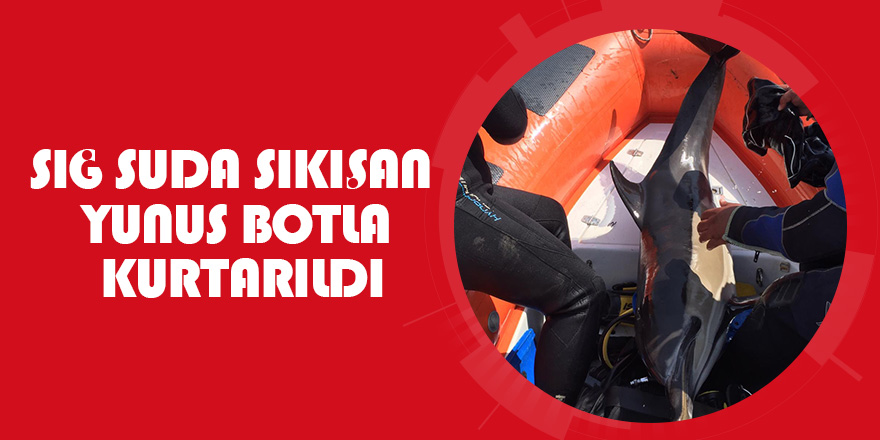 Sığ suda sıkışan yunus botla kurtarıldı