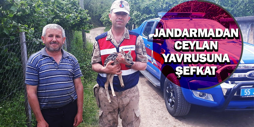 Jandarmadan ceylan yavrusuna şefkat 