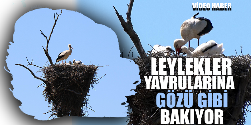 'Leylek Köyü’nün yeni misafirleri uçuşa hazırlanıyor