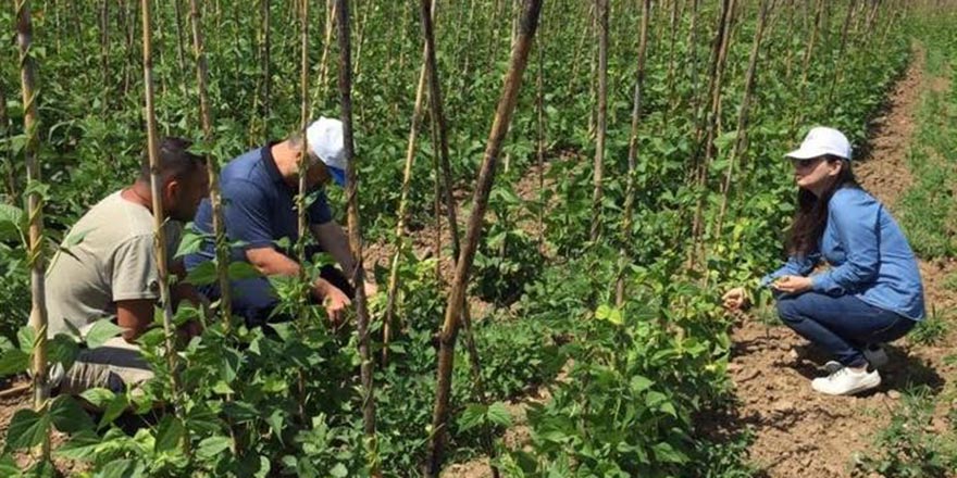 Bitki koruma ekibinden 'acil' müdahale