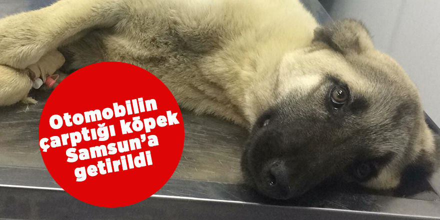 Otomobilin çarptığı köpek tedavi altına alındı 