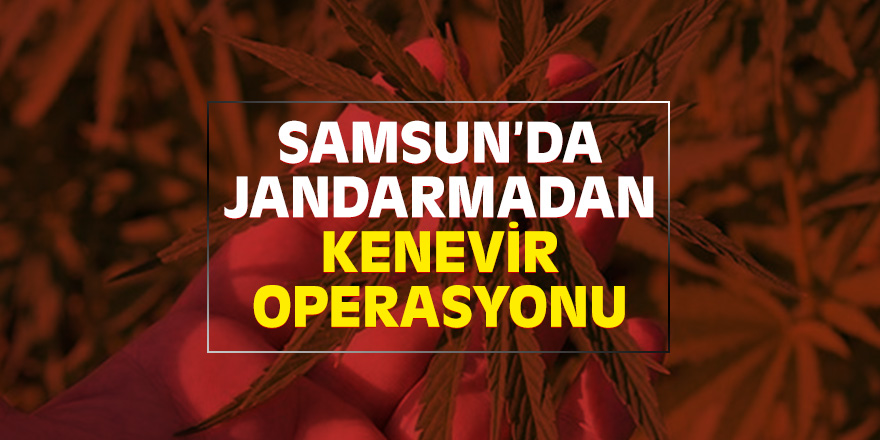 Samsun'da Jandarmadan kenevir operasyonu