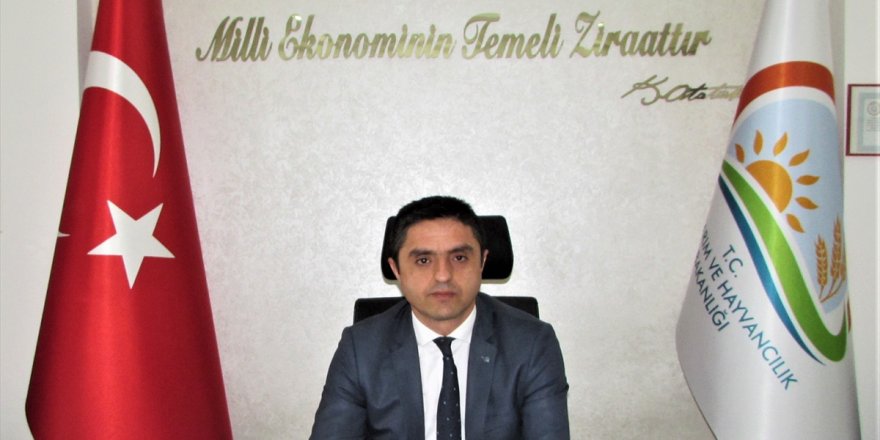 Taş: Mantarları ayırt etmek güç