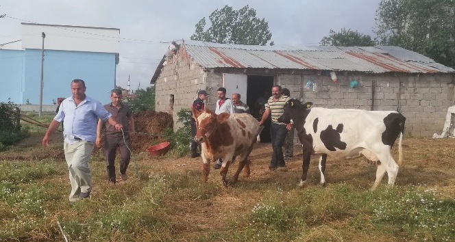 Dedektif muhtar çalıntı inekleri buldu