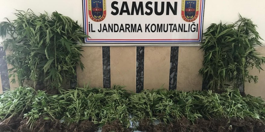 Samsun'da jandarmadan uyuşturucu operasyonu 