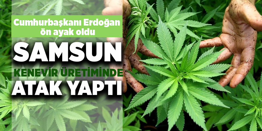 Samsun kenevir üretiminde atak yaptı