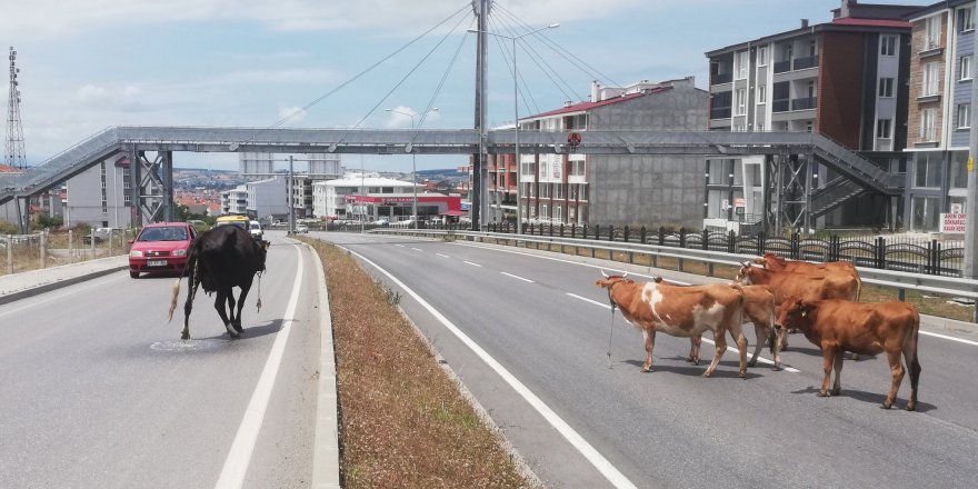 Karayolunda başıboş hayvanlar trafiği tehlikeye düşürüyor