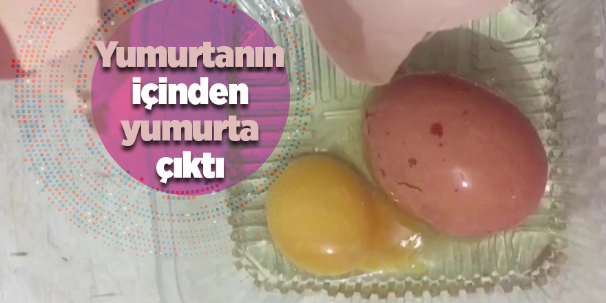 Samsun'da yumurta doğurdu