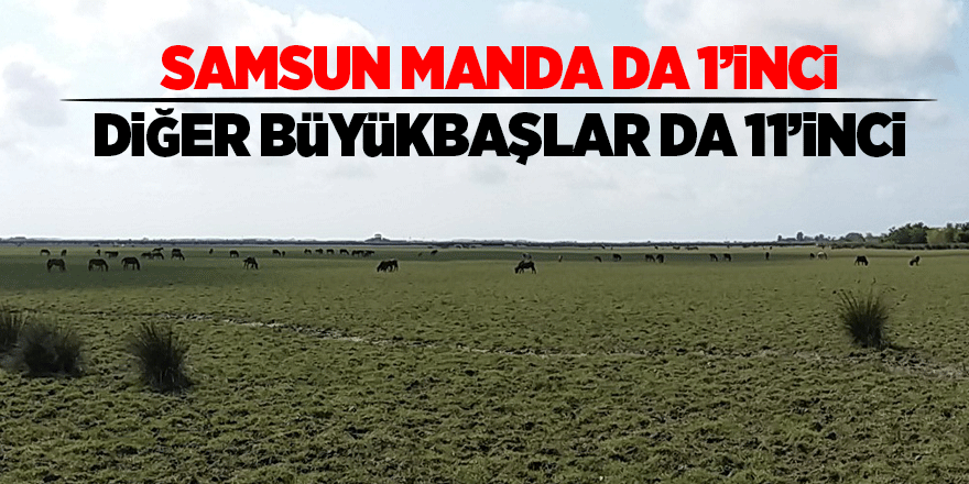 Büyükbaş hayvan sayısında Türkiye’de 11’inci sırada 