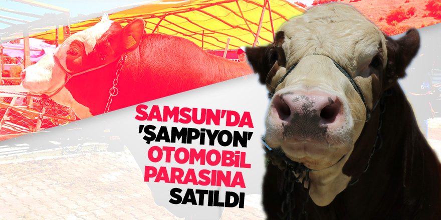 Samsun'da 'Şampiyon' otomobil parasına satıldı