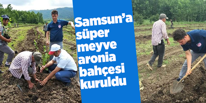 Samsun’a süper meyve aronia bahçesi kuruldu 