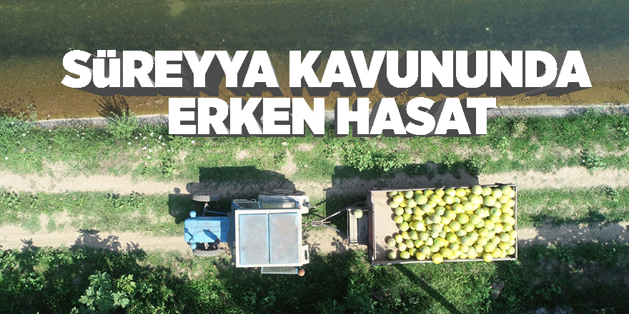 Bafra'da kavununda erken hasat