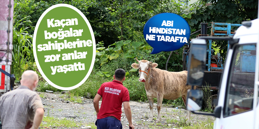 Kaçan boğalar sahiplerine zor anlar yaşattı