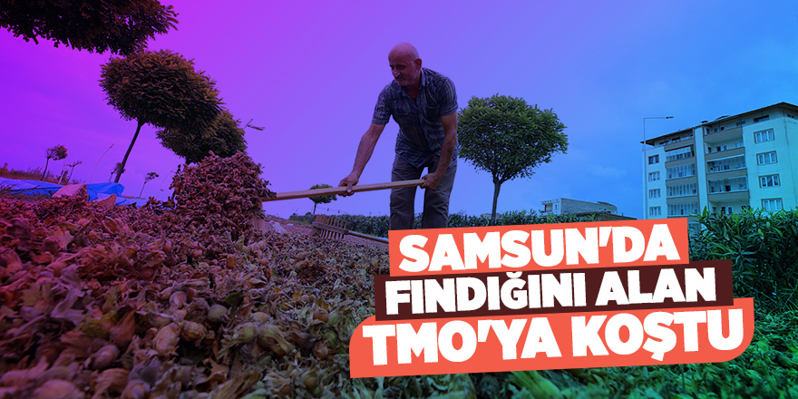 Samsunlu fındık üreticileri tüccarlardan şikayetçi