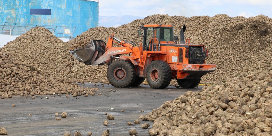 Amasya'da 66. pancar alım kampanyası başladı