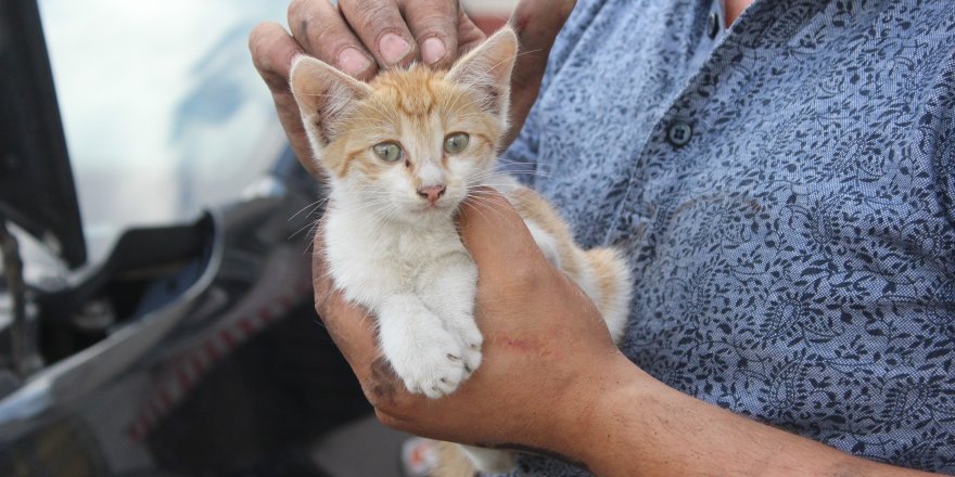 Çarşamba'da kedi kurtarma operasyonu