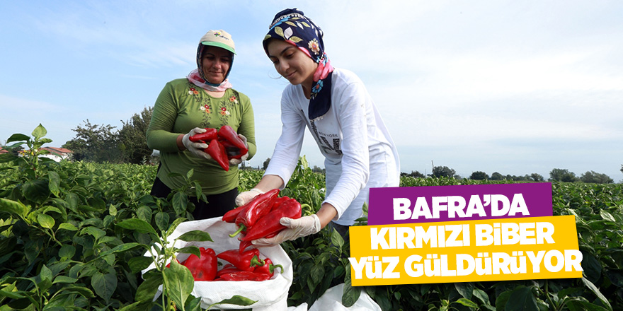 Bafra Ovası'nın kırmızı biberleri toplanmadan alıcı buluyor