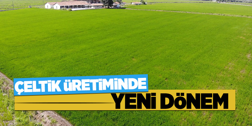 Bafra Ovası'nda damla sulama ile çeltik üretimine başlandı