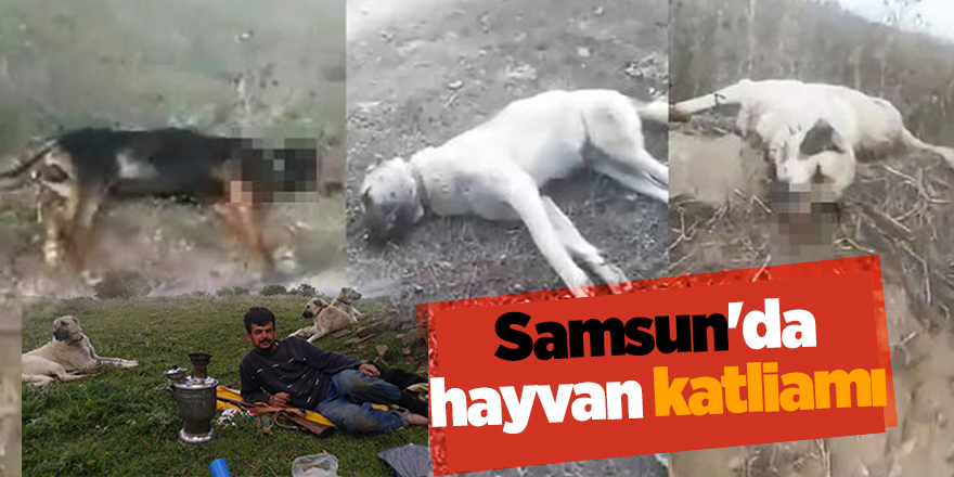 3 çoban köpeğini zehirlediler