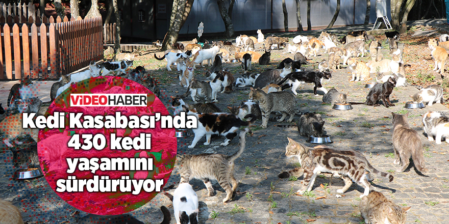 Müziği duyan yüzlerce kedi yemeğe koşuyor