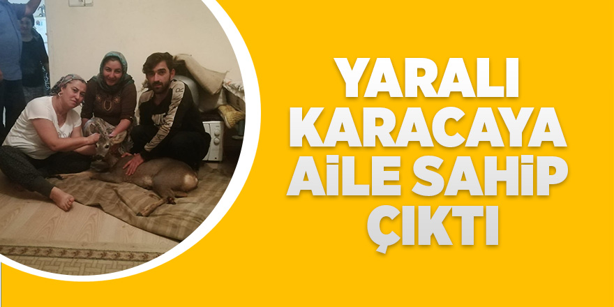 Saldırıya uğrayan karacaya evlerinde baktılar 